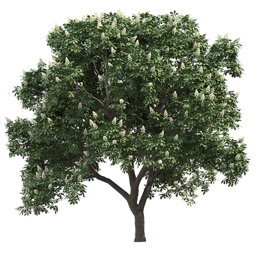Aesculus hippocastanum - Horse chestnut